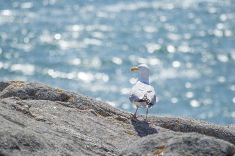 croisic saint nazaire-7