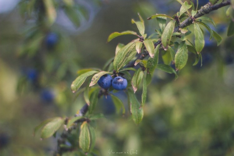 saintnazaveclestanneaux-1-5