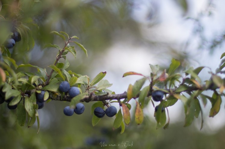 saintnazaveclestanneaux-1-6