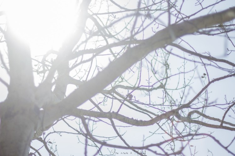 saintnazaveclestanneaux-1-9