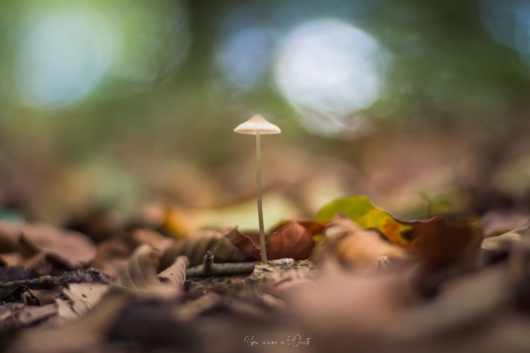 intothewood0610-1-12