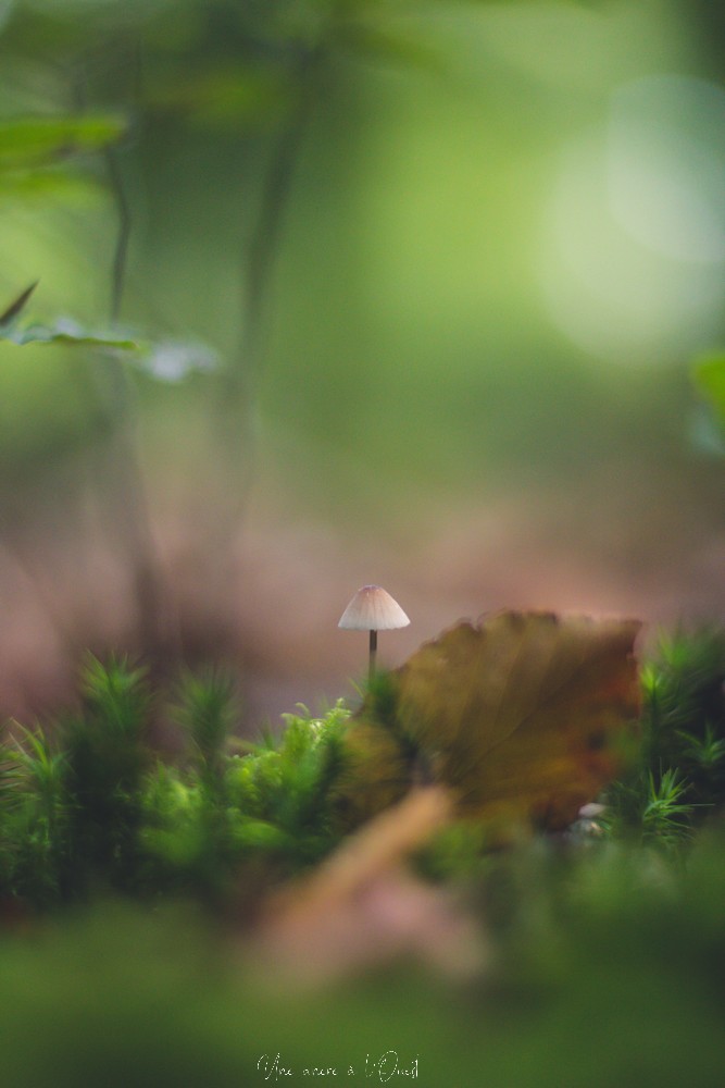 intothewood0610-1-14