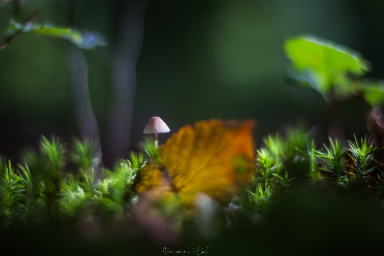 intothewood0610-1-16