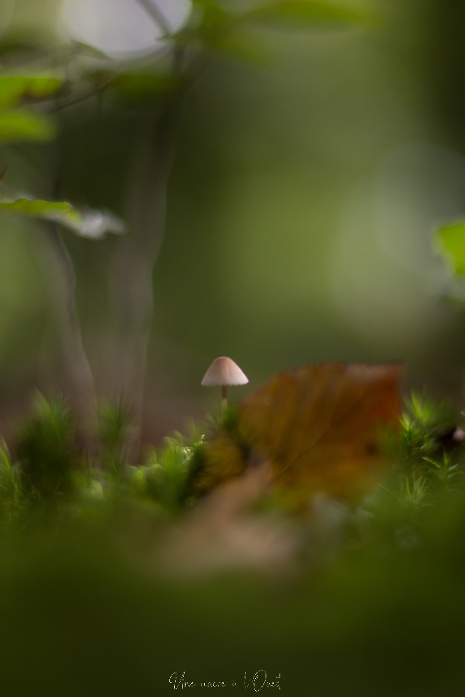 intothewood0610-1-17