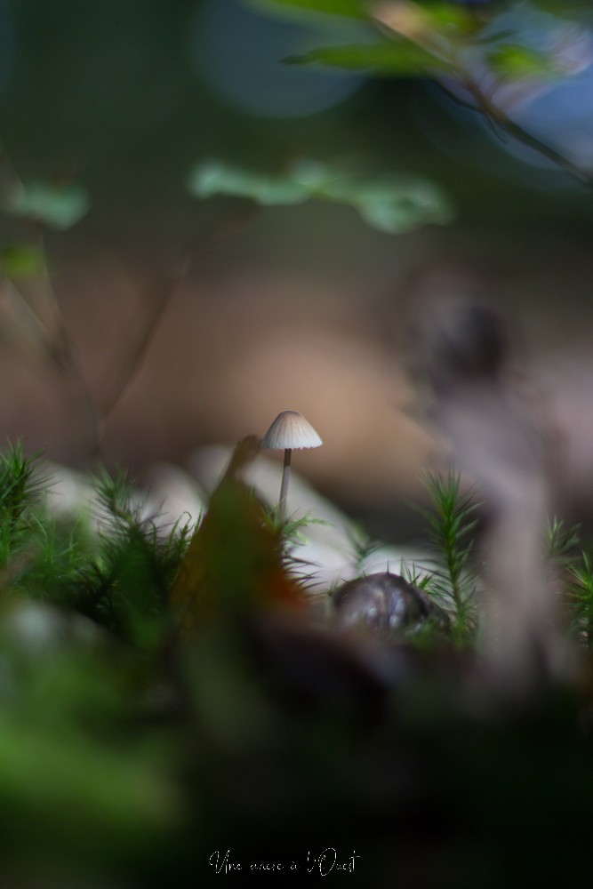 intothewood0610-1-22