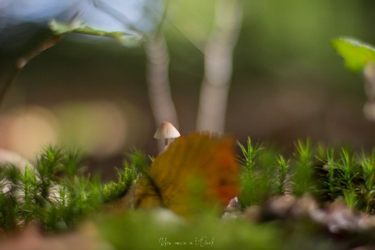 intothewood0610-1-23