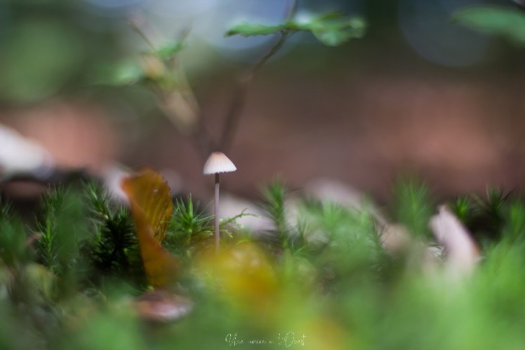 intothewood0610-1-24