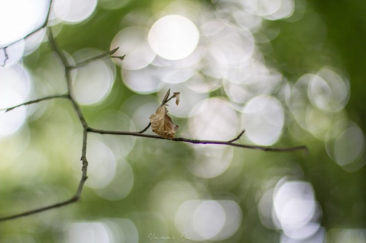 intothewood0610-1-32