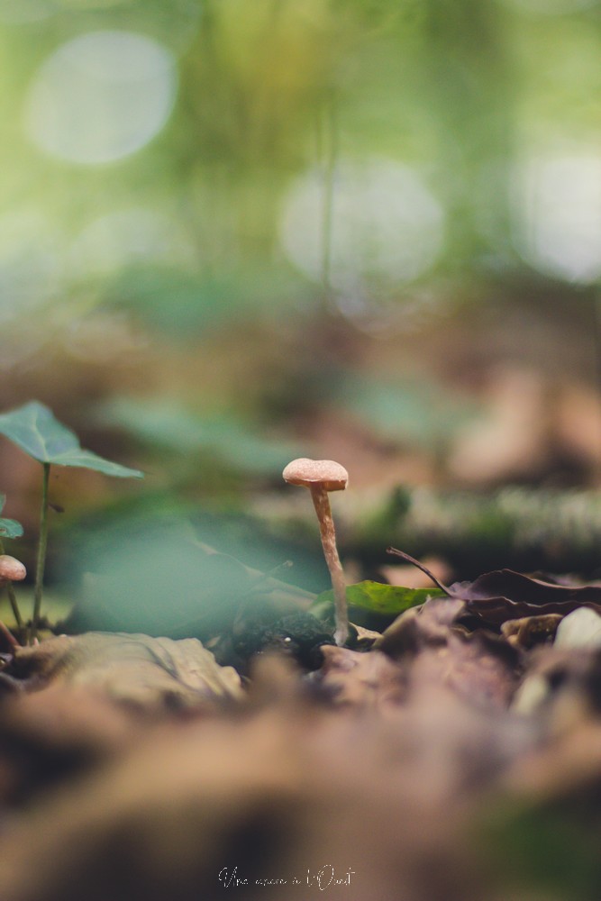 intothewood0610-1-35