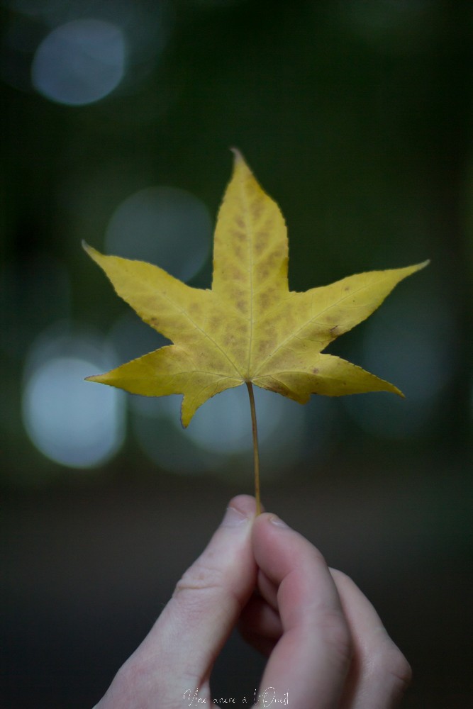 intothewood0610-1-36