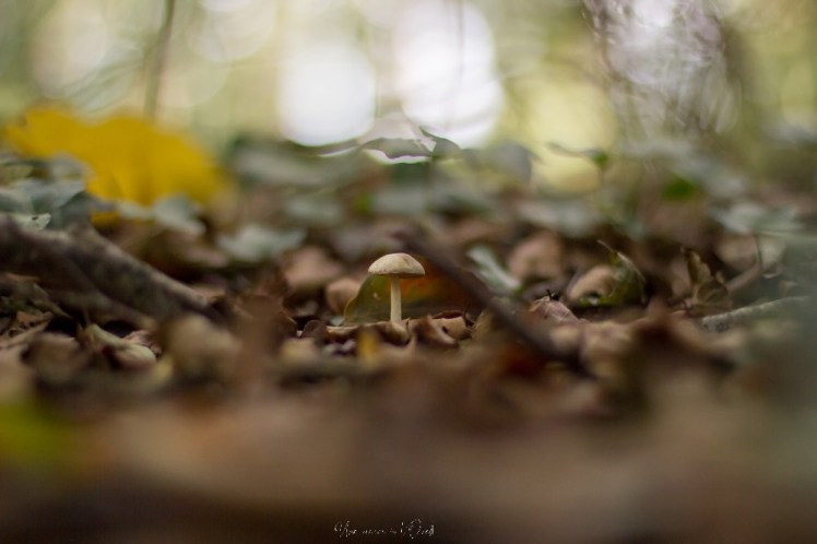 intothewood0610-1-37