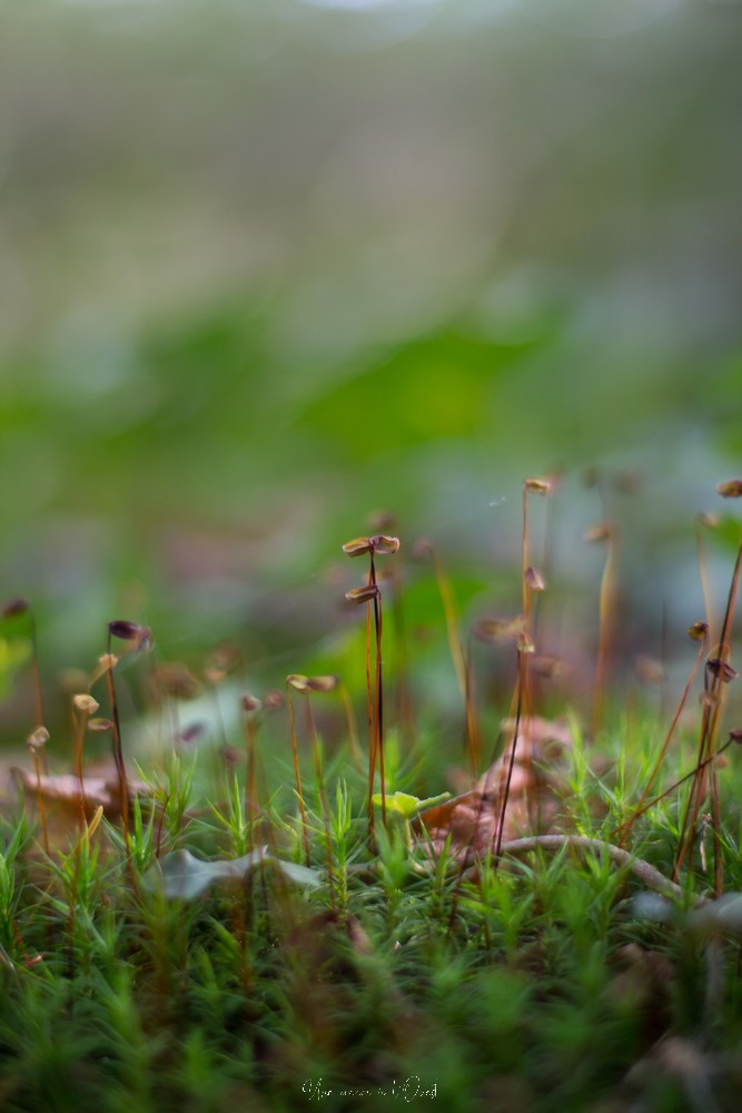 intothewood0610-1-39