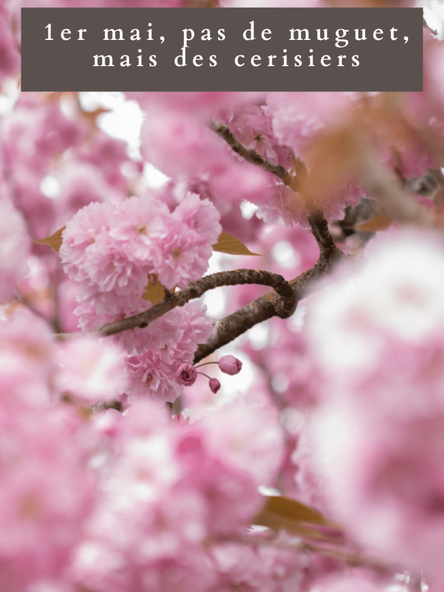 1er mai, pas de muguet, mais des&nbsp;cerisiers