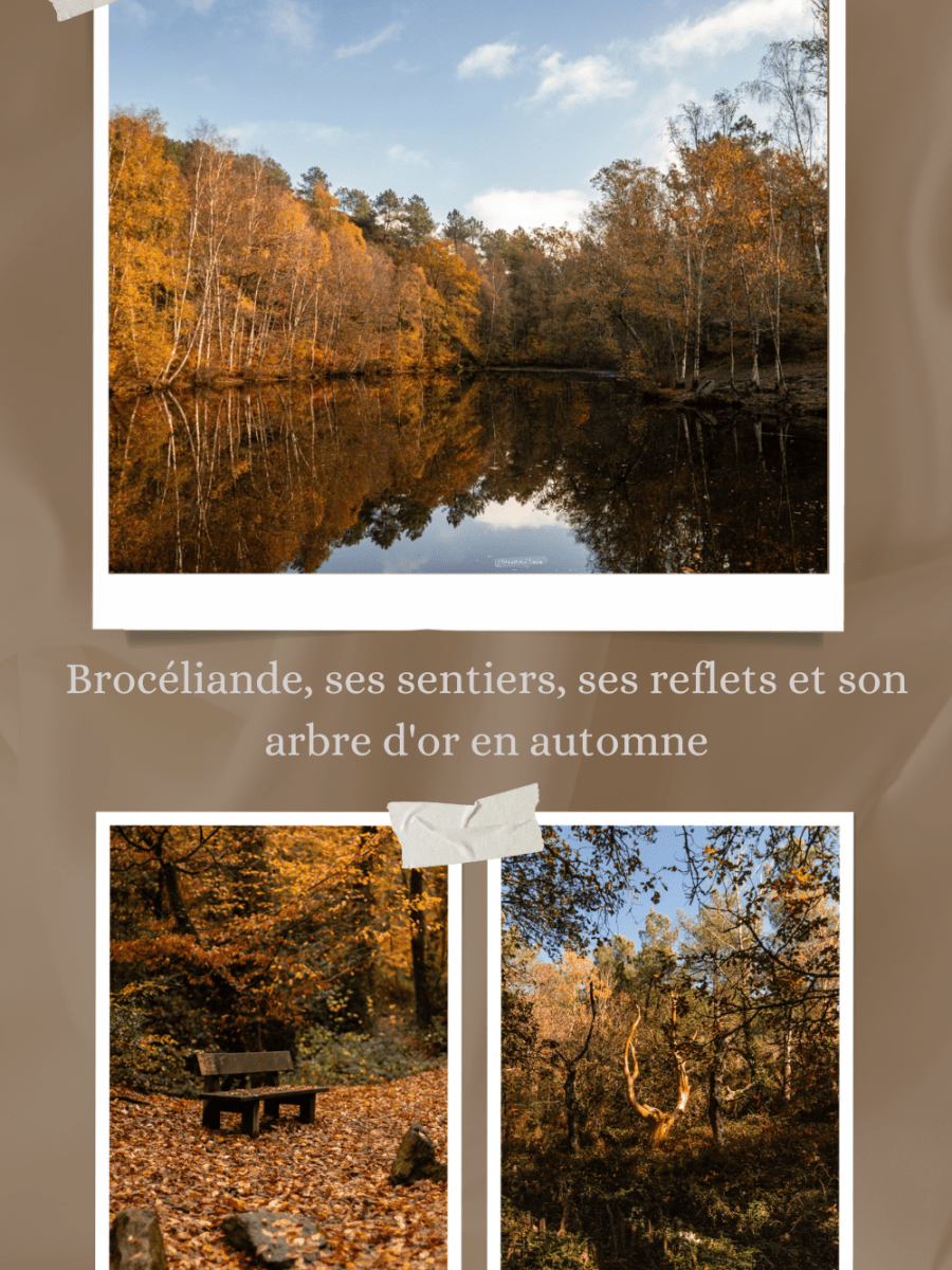 Brocéliande, ses sentiers, ses reflets et son arbre d&rsquo;or en&nbsp;automne